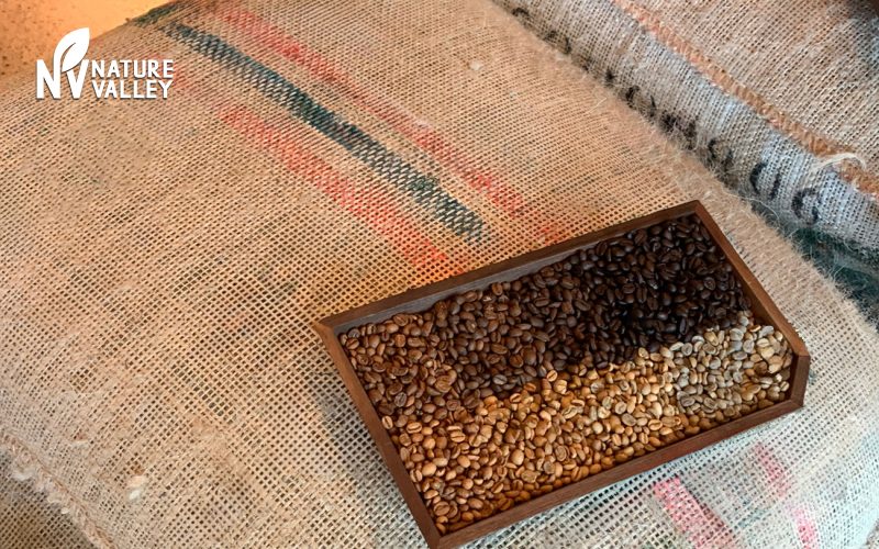 Differences Between Robusta and Arabica Beans A Complete Guide for Bulk Buyers, Nature Valley UAE