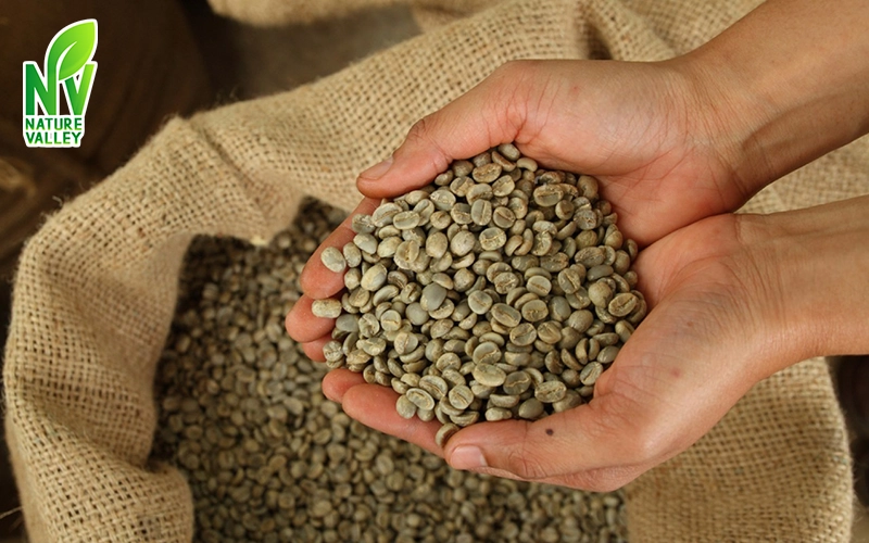 Buy Green Coffee Beans in Bulk – Ultimate Guide to Wholesale Success in 2025, NatureValley UAE