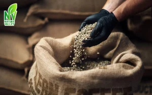 Buy Green Coffee Beans in Bulk – Ultimate Guide to Wholesale Success in 2025, NatureValley UAE