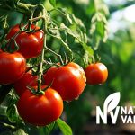 Close-up of fresh red tomatoes in a farm