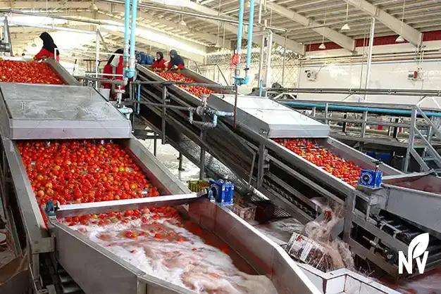 UHT processing equipment for aseptic tomato paste