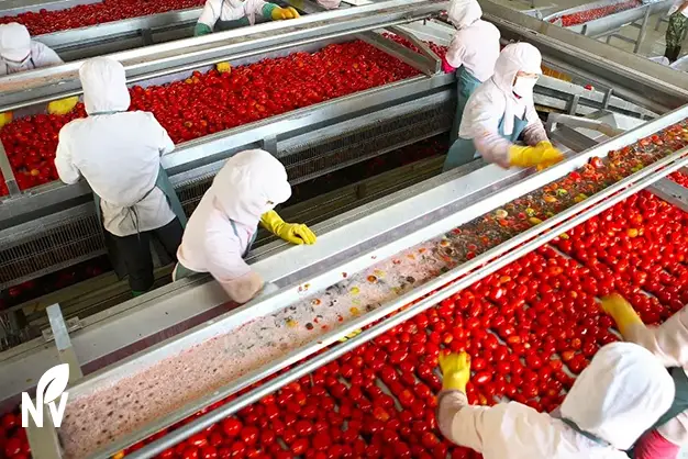 Worker inspecting tomatoes for quality control