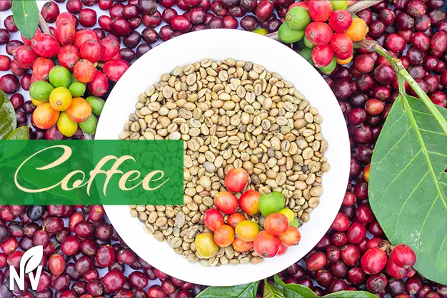 Comparison between coffee cherry and roasted coffee bean
