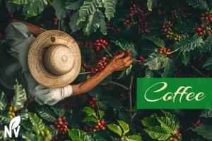 كرز القهوة الناضج على غصن شجرة القهوة